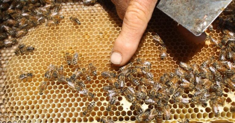 Is Hive Plus Worth It: Uncover the Key Benefits
